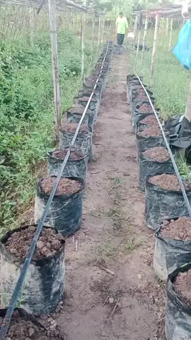 เทคนิคหรือว่าวิธีการปลูกถั่วฝักยาวกับมันเทศลงในถุงดำขนาด 9 * 18#เกษตรกรรุ่นใหม่ #ขึ้นฟีด #ขึ้นฟีด #ขึ้นฟีด 