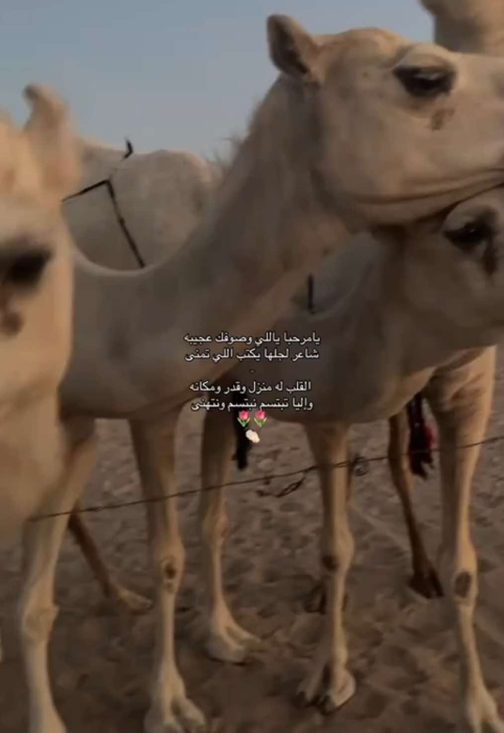 #ابل #نياق #عطايا_الله🐪 #اكسبلورexplore #fyppppppppppppppppppppppp 