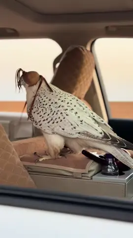 جير # صقر#اكسبلورexplore 