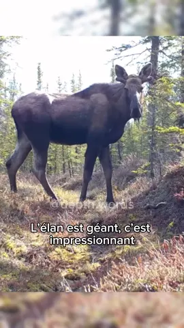 Vous en pensez quoi ?! C’est fascinant 🤯 #animals #animalsoftiktok #nature #scary #fyp 