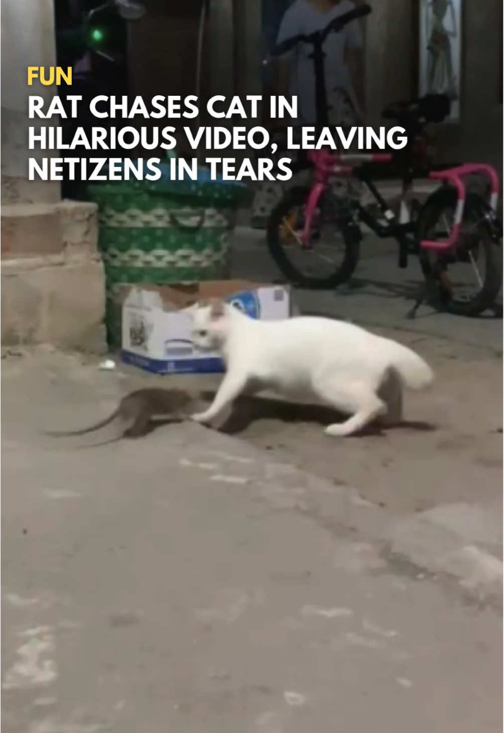 Oh how the tables have turned 🐀🐈 Follow @saysdotcom for more fun videos! 🎥: @/erlinn.020512 (TikTok) #SAYScomel 