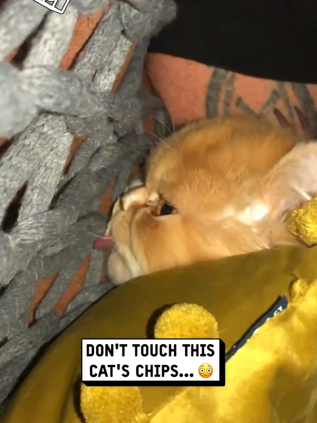 I'm the same with my chips 😂 ⁠ (🎥: Erin Bamber via ViralHog) #unilad #cats #spicycat #chips #pets #animals #fyp