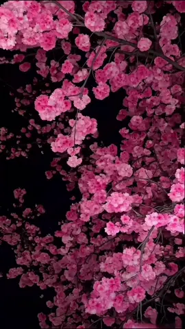 Click the link in the lower left corner to download the live wallpaper, the 3d wallpaper of Dreamy Good Luck Sakura in 4K. Wallpaper, wallpaper 4K, wallpaper for iPhone, wallpaper 3d, wallpaper 8K ultra, wallpaper ios26, live wallpaper, live wallpapers cherry, cheery blossom live wallpaper, cherry flower wallpaper, cherry wallpapers aesthetic,pink wallpaper,romantic wallpaper,Japanese wallpaper,high quantity wallpapers,sakura wallpaper,lucky flower.#capcut #capcutforus #capcutpioneer #3d #sakura 