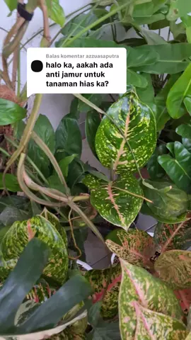 Membalas @azzuasaputra  order minimal 40 ribu dapet subsidi ongkir sebanyak 20 ribu #promoseruweekend #antijamur #organik #tanamanhias #aglonema 