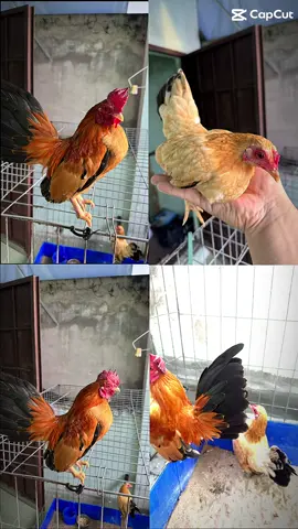 Cưng chưa 420g + 350g pé tí teo....#gatrebac .....