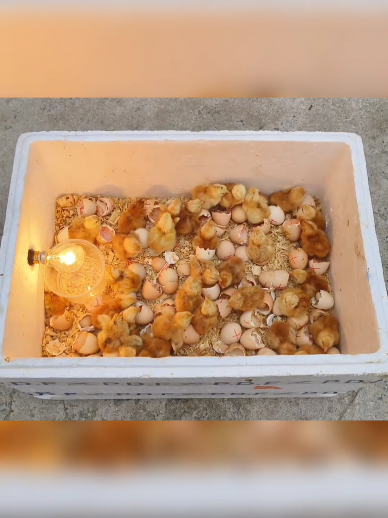How to make big incubator at home // How to 🏠make incubator at home #fentysuperbrandday #lncredible #virales #Pollo #videoviral #videoviralシ #viralvideo #hamilton #parrot #usa🇺🇸 #viral #cockatoo #poultryfarming #viralvideos #homemade #feeding #creativeidea #hamiltonmusical #construction 