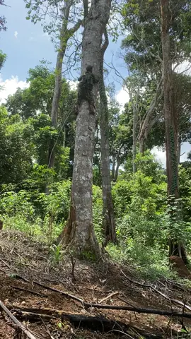 Hái quả xoay rừng cực khổ lắm 