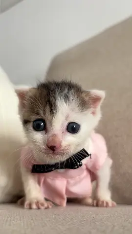 #kittensoftiktok #cutekitten #kitty 