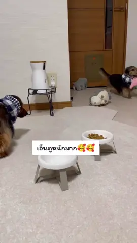 กินก็ห่วง ของเล่นก็หวง #เปิดการมองเห็น #เทรนด์วันนี้ #น่ารักเกิ๊นนน #ทาสหมาทาสแมว #❤️ 
