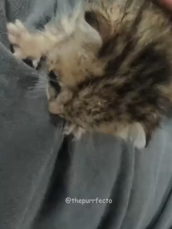 cute kittie #funnycats #fyp #pov #cats #cutecats