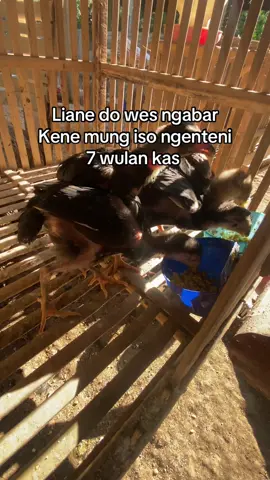 Inpo gandeng 7ulan kas #botohayam #bkklasik #bkselatan #lewatberandafyp #fyp 