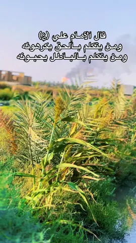 صدقت يا امير المؤمنين##مقتدى_نافع #قضاء_المدينة🤍 #علي_بن_ابي_طالب #تصويري_احترافي_الاجواء👌🏻🕊😴 #capcut 