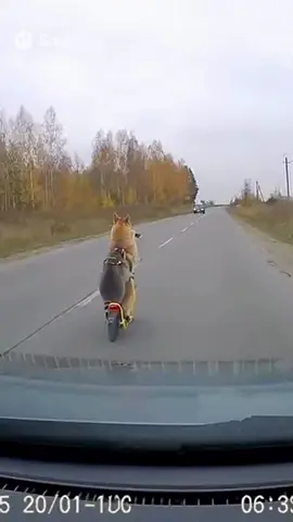 #funny #dog 