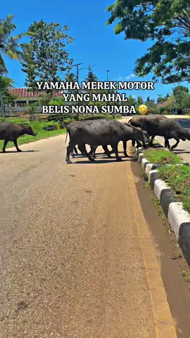 TOR MONITOR KETUA 😂😆 #waikabubaksumbabarat  #fypppppppppppppppppppppp  #pulausumba❤👍  #nttpride🏝🔥 