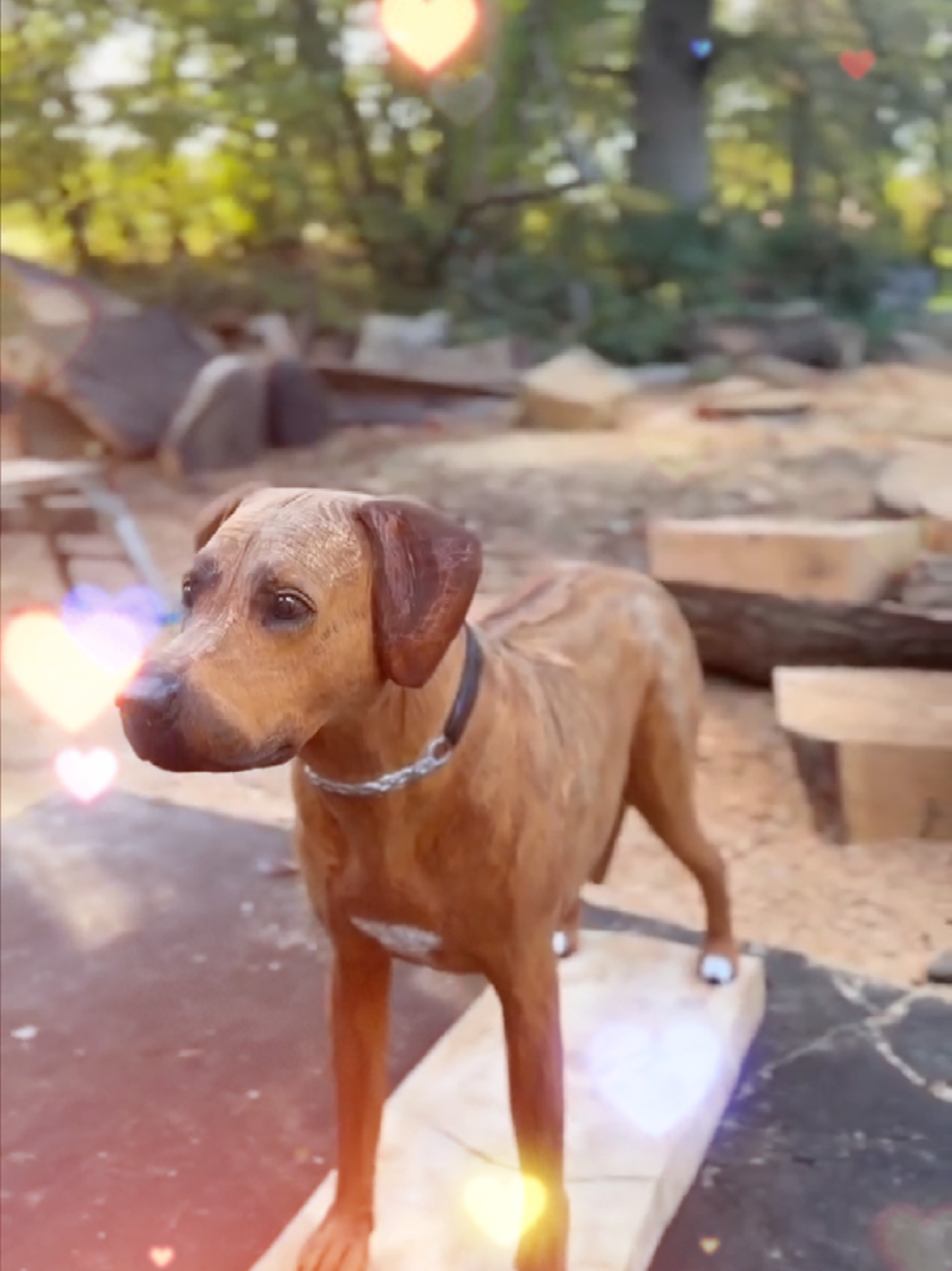 You can buy a good dog for money, but you can't buy the wagging of its tail. (Michael Jonescs, készítette) #dog #Love #dogs #foryoupage❤️❤️ #viral 