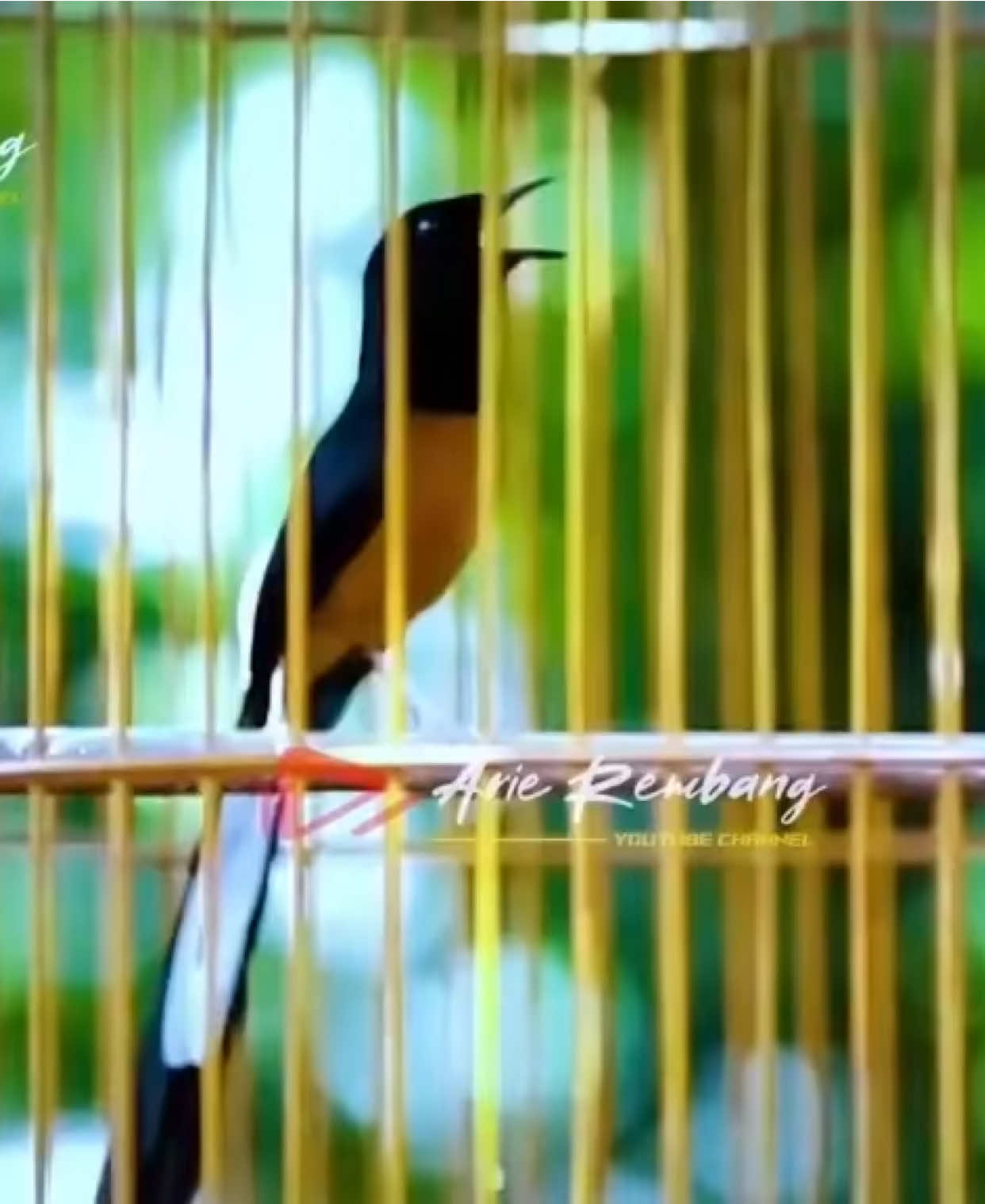 Angin2 sore asoka jr ring Arcadia BF 🫰🏻 . . . #fyp #kicaumania #muraibatu #burung #bird 