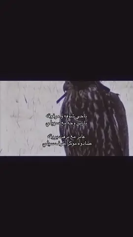 ياحي شوفه و مرفوقه يازين وجه مع سهيلي عابر مع برقت بروقه صادوه موكر طرف سيلي روز وعده ندر سوقه قالوا مزاد الصليلي هبوا زبونه ومعشوقه وزاد الحـبـيـن لهـالكيلي خذناه والنفس مشفوقه واثل طباعه مع الشلي  #صقر #مشعل_الحبيني #explore 
