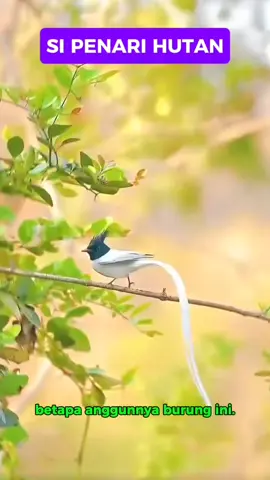 si penari hutan #viral  #fyp  #NatureLovers 