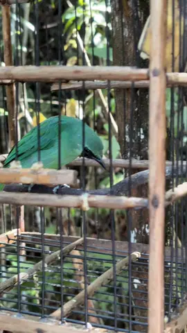 poin hari ini bgbos#hobimikat #cucakijo #hutansumatra #berpetualang #pemikat 