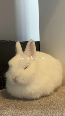 i love when they loaf 🥹#bunnytok #bunny #bunnypropercare 