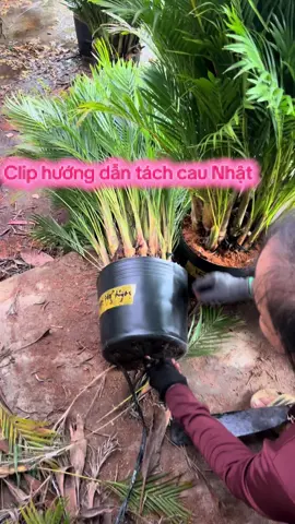 Hướng dẫn cách tách cau để trồng #xuhuongtiktok #hoakiengcaimon #xuhuong #hoakieng 