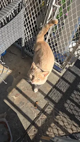 #gatostiktok #gatitos #gatos #mascotas 