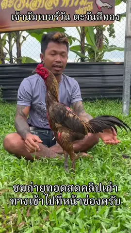 เจ้านัมเบอร์วัน ตะวันสีทอง #เจ้านัมเบอร์วัน #ตะวันสีทอง #เจ้าแสนงาม #มีสุวรรณทีม #เสี่ยเบิร์ดมีสุวรรณ์ 