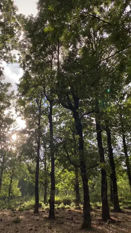 #سعد_الغامدي 