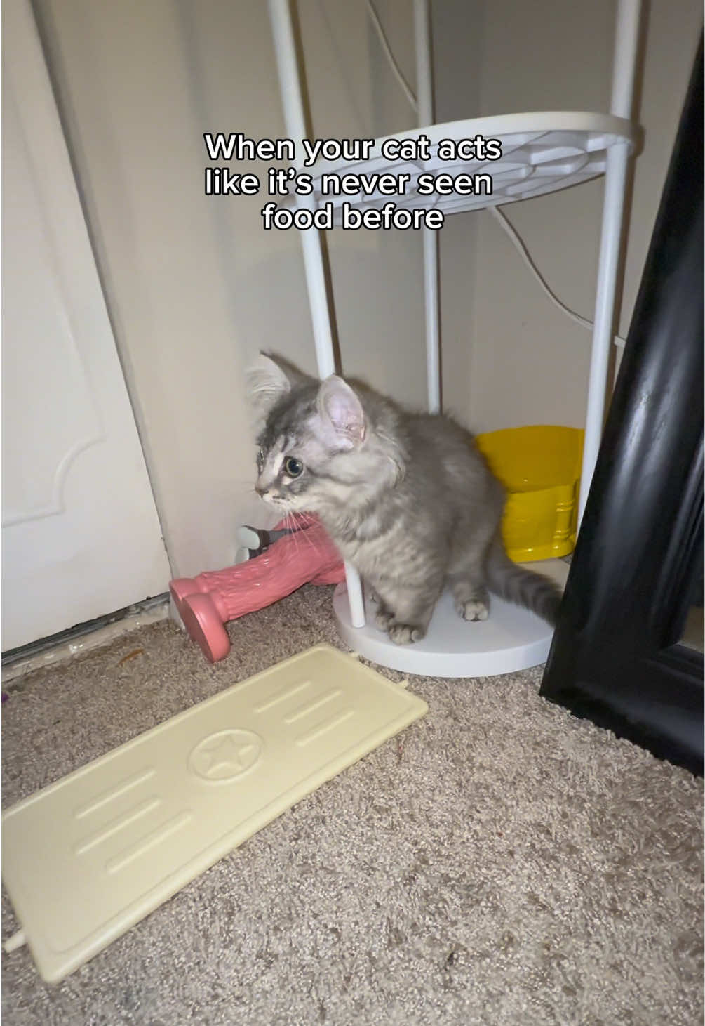 She ate 20 minutes ago, the greed sickens me #real #cat #food #fyp #foryou