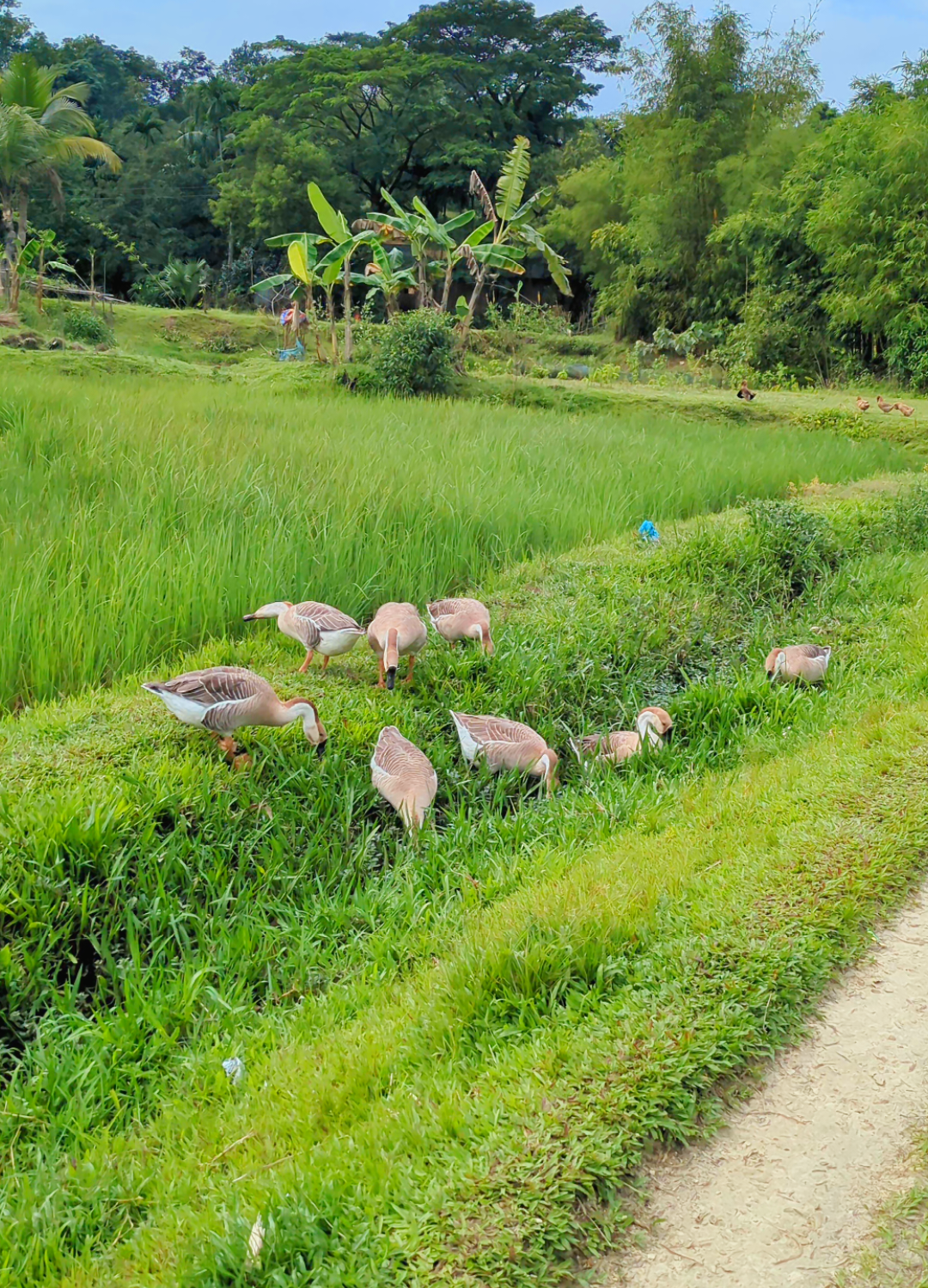 গ্রামের সৌন্দর্য এগুলোই।🥰🪿🦆🌿 #Foryou #Foryoupage #netural #tiktok #viralvideo 