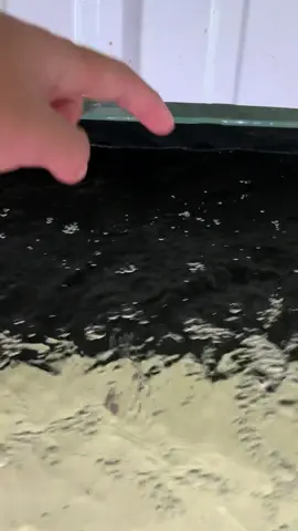 Ganaznya👹 #fyp #predatorfish #bluefintrevally #gianttrevally 