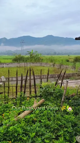 Our backyard view🌾🌳🏡💚 #Home #buhayprobinsya #ricefieldview  #Pangasinan 