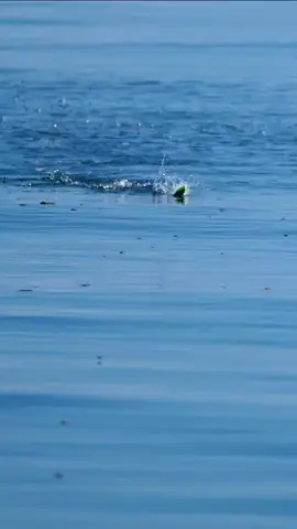 incaran para angler 🎣 Kuwe gerong, bobara atau belitong (Charanx ignobilis) adalah ikan tangkapan yang umum ditemukan di kawasan tropis Indo-Pasifik. Dalam bahasa Inggris ikan ini dikenal sebagai giant trevally atau GT (dibaca jiti). Ikan ini mudah sekali dikenali dari dahinya yang tampak besar dengan warna tubuh keperakan semburat kuning. Ikan kuwe gerong ini dikenal sebagai ikan konsumsi maupun Ikan pancing. Ukuran tubuhnya besar, dengan panjang dapat mencapai 170 cm dan berat 80 kg. Ketika muda ikan ini menyukai perairan dengan kadar kegaraman rendah, tetapi setelah besar ikan ini dapat ditemukan di berbagai zona laut. #mancing #giantravelly #fishing #fyp #foryoupage 