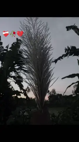 💔আইডি ফিউজ সবাই একটু কফিলিং কর ভাই🥺🫵