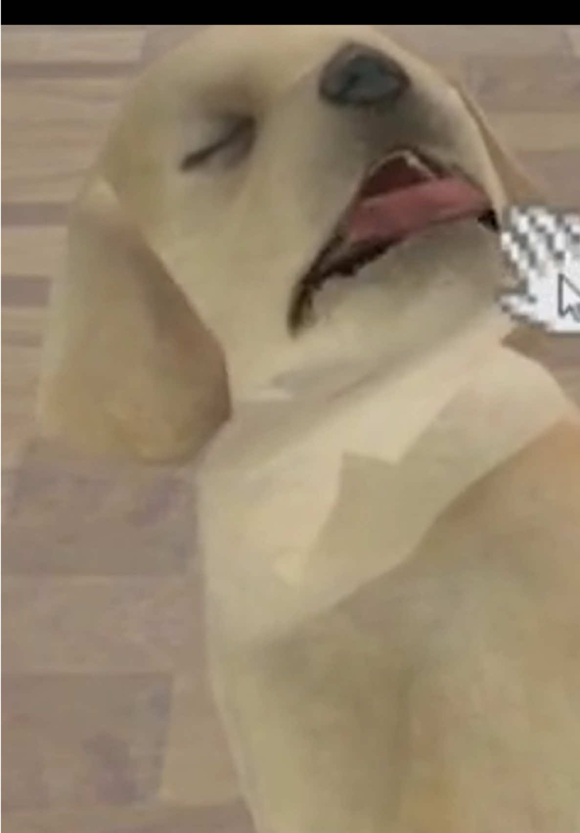 Volví a Nintendogs💀 Twitch: legh3nd #nintendogs #ds #nostalgia #gaming #humor 