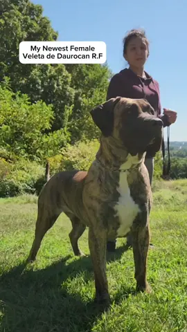 Veleta de Daurocan R.F. - The newest Presa Canario Female for my program straight from Spain 🇪🇸.    Veleta is a monster of a Female with huge bones and head! This Presa is only 19 months old and has nothing but potential ahead of her.   She did great at the American Monografica this year and earned 3rd in both of her classes. Big plans for Veleta with time and maturity. #presacanario #fyp #explore #canecorso #dog 