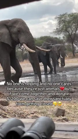 No one is helping and no one cares because they’re just animals💔but if we come together and donate $1200 we can save their sanctuary from getting closed😢🥹#fyp #viral #viral_video #sanctuary #newyork 
