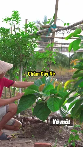 Tưới phân chăm vườn cây nè #hienonha 