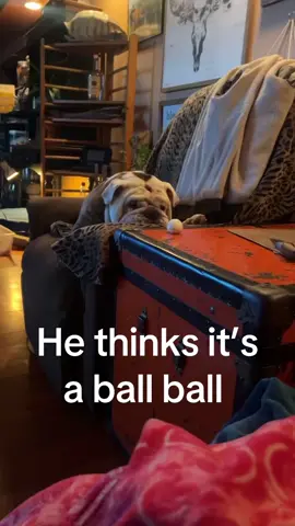 #crazydog #dogsvideo #funnybulldog #englishbulldog I don’t know what he is thinking 