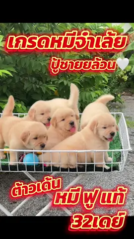 ต้าวก้อนหมี🤍😍#ilovetiktok #โกลเด้นเป็นหมาตลก #โกลเด้นรีทรีฟเวอร์ #บ้านโกลเด้นลพบุรี #ฟาร์มโกลเด้น 