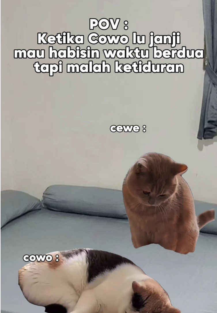 Termakan janji manis #meme #memekucing #kucingtiktok #kucinglucu #fyp 