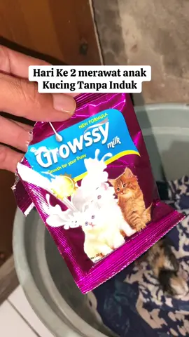 Semoga sehat selalu anak kucing ini, #kucingtiktok #catlover #fyp #kucing 