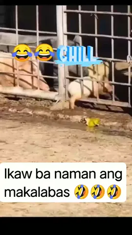 #reels #viralvideo #viraltiktok #trending #ccto 