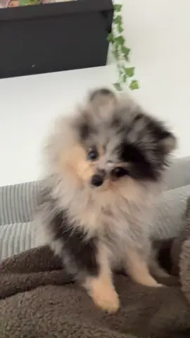 #bruitchien pourquoi autant de réaction 🤔