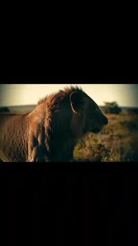 Tu es INARRÊTABLE 👑 #motivation #mufasa #roilion #simba #hanszimmer 