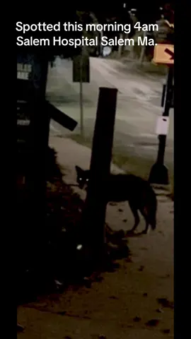 Salem Ma coyote walking 4am Salem hospital highland ave #salem ma#witchcity#spooky#wolf#@Rich Rebuilds @goonzquad @Hoovies Garage @samcracc @MayoAndBrick 