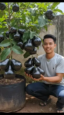 bibit jambu air hitam black guava, yang mau co buruan iya mumpung promo