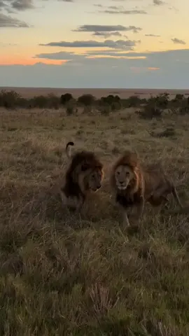 One of Oloimina and Oloshipa's most recent videos 💔