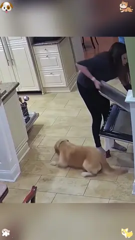 The fun golden retriever 🐕🐕😂#funny #funnyvideos #funnydog #funnydogvideos #dogs 