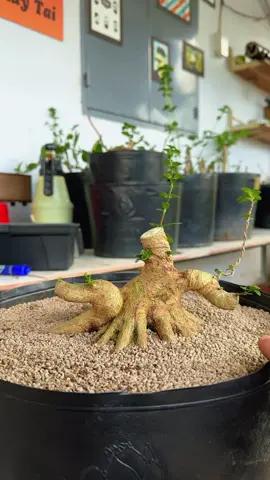 🌳sancang gl ae 🔥 #bonsai #bonsaimini #sancang #bonsaisancang 